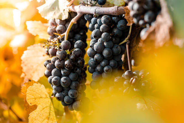 uvas en un viñedo