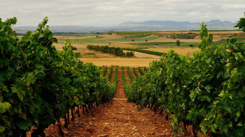 Vinedos La Rioja